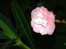 DSCN8432