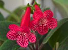 Kohleria Yf s Lucica - cea mai franjurata Kohleria