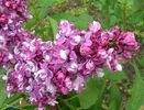 Syringa Etoile de Mai