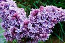 Syringa Katharine Havemeyer