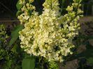 Syringa Primrose