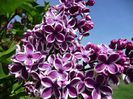 syringa Sensation 1