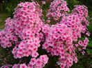 phlox paniculata Miss Pepper