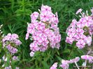 Phlox maculata Natascha