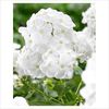 Phlox paniculata Rembrandt