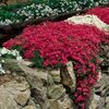 Phlox subulata Scarlet Flame