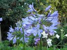 Agapanthus Blue (1)