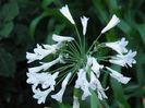 Agapanthus White (2)