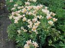 Alstroemeria Inca (1)