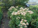 Alstroemeria Inca (3)