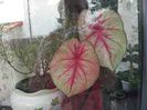 Caladium 