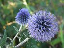 Echinops (1)