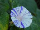 Ipomoea  (1)