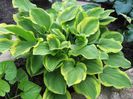 hosta Golden Tiara