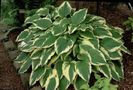 hosta Moerheim