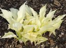 Hosta White Feather