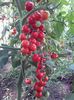 Camelia F1