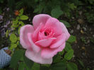 PICT0317