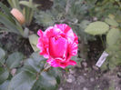 Ines Sastre