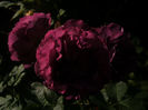 PICT0335