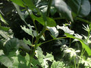 PICT0359