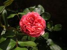 PICT0371