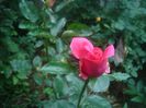 DSC00415