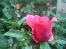 DSC00416