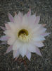 Echinopsis alb -roz 30.iulie(a 10 floare)