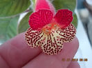 30 iulie 2013 - flori 001