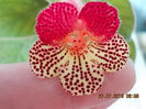 30 iulie 2013 - flori 004