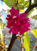 30 iulie 2013 - flori 028