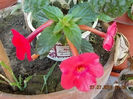30 iulie 2013 - flori 033