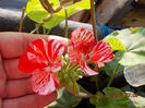 muscata pestrita