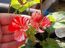 30 iulie 2013 - flori 038