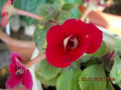 30 iulie 2013 - flori 043