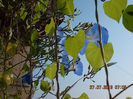 zorele albastre morning glory