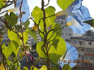 30 iulie 2013 - flori 048