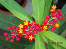 asclepias curassavica