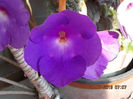 30 iulie 2013 - flori 058