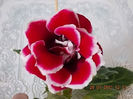 gloxinia scarlet ?