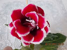 30 iulie 2013 - flori 111
