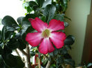 adenium