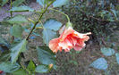 DSC08752