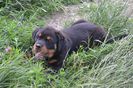 Pui Rottweiler