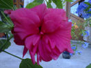 mrs. george davis-34