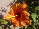 orange jay-35