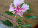 hawaian solmon-36