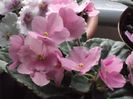 DSCF2051