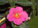 Achimenes ice tee